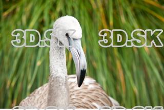 Head texture of gray flamingo 0015